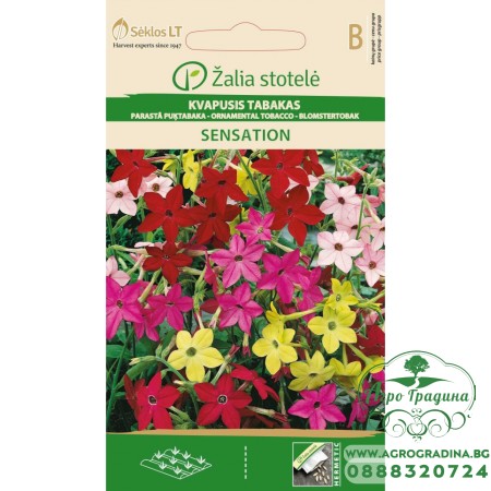 Никотиана (Тютюнево цвете) Микс Sensation/ Nicotiana alata Link et Otto