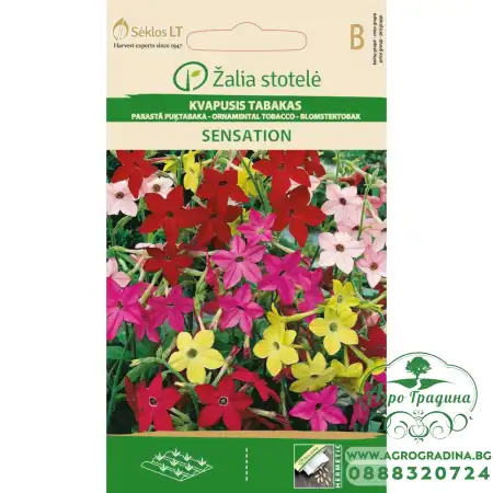 Никотиана (Тютюнево цвете) Микс Sensation Nicotiana alata Link et Otto