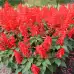 Салвия Скарлет Пиколо Salvia splendens Sellow ex Schult Scarlet Piccolo – Екзотични цветя