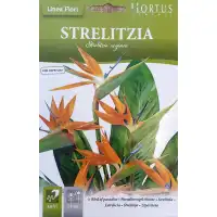 Стрелиция (Райска птица) Strelitzia reginae