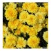 Тагетес Лимон / Tagetes Lemon Drop
