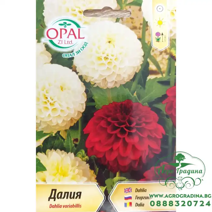 Далия (Гергина) помпон