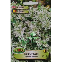 Еуфорбия (млечка) Еuphorbia marginata