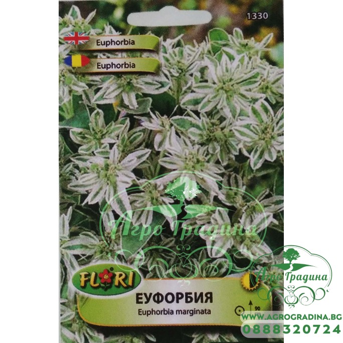 Еуфорбия (млечка) Еuphorbia marginata Еуфорбия (млечка) Еuphorbia marginata
