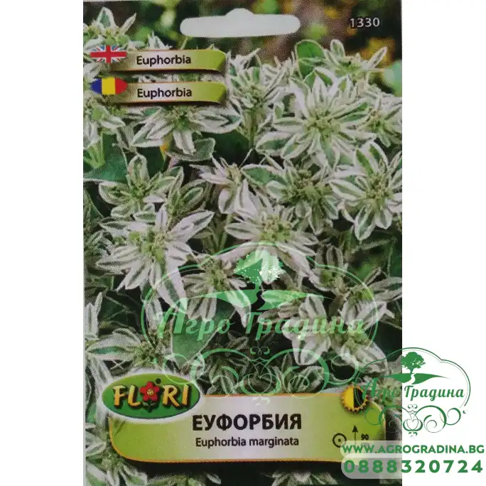 Еуфорбия (млечка) Еuphorbia marginata