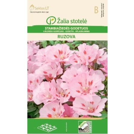 Годеция розова / Godetia grandiflora