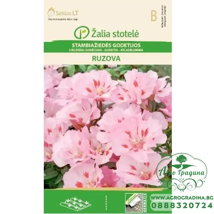 Годеция розова Godetia grandiflora