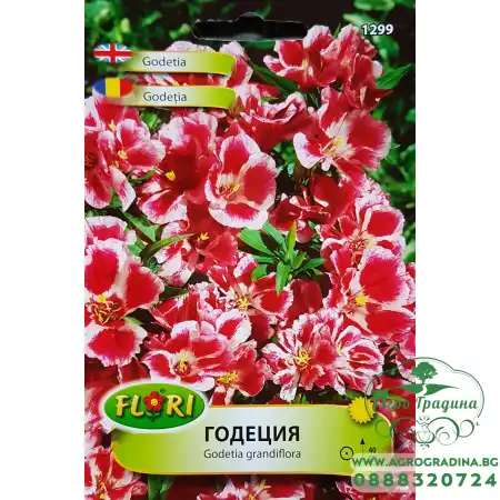Годеция сорт Рембранд