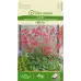 Хойхера Firefly Heuchera sanguinea