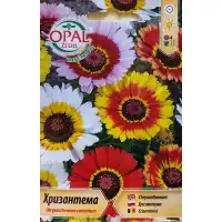 Хризантема