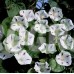 Ипомея бяло с лилаво милки уей / Ipomea Purpurea (L.) Roth.