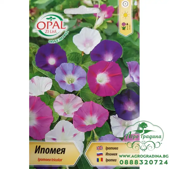 Ипомея микс