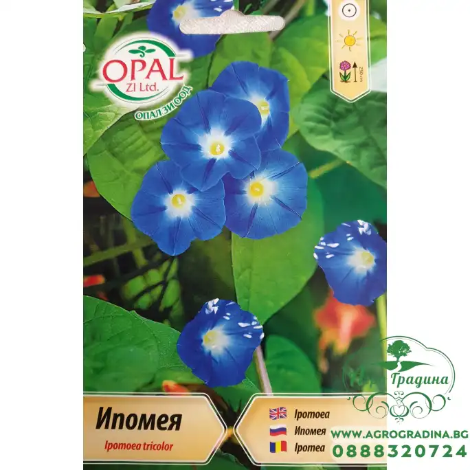 Ипомея синя