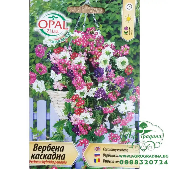 Семена за каскадна Вербена