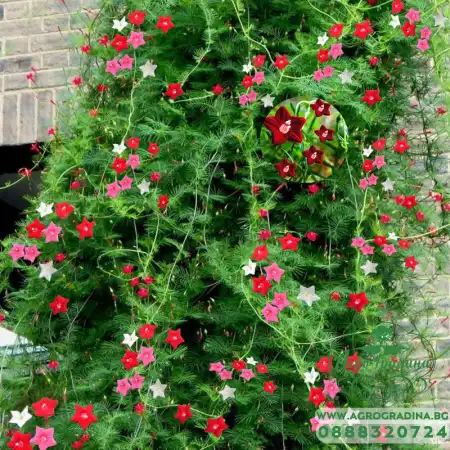 Кипърска лоза / Ipomoea pennata