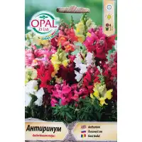 Антиринум (Кученце) Antirrhinum majus