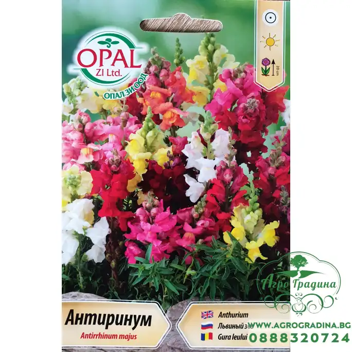 Антиринум (Кученце) Antirrhinum majus