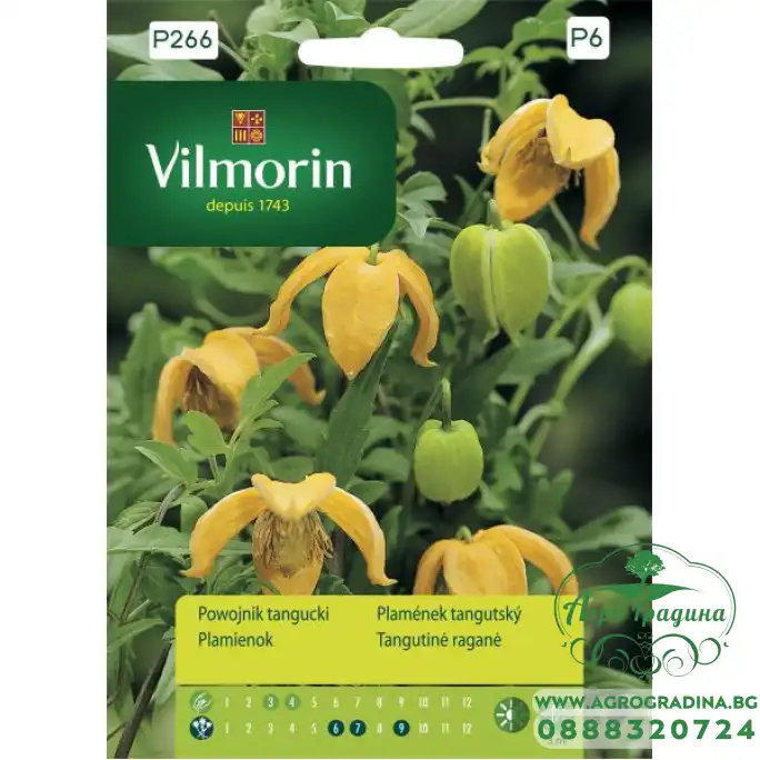 Клематис TANGUTICA