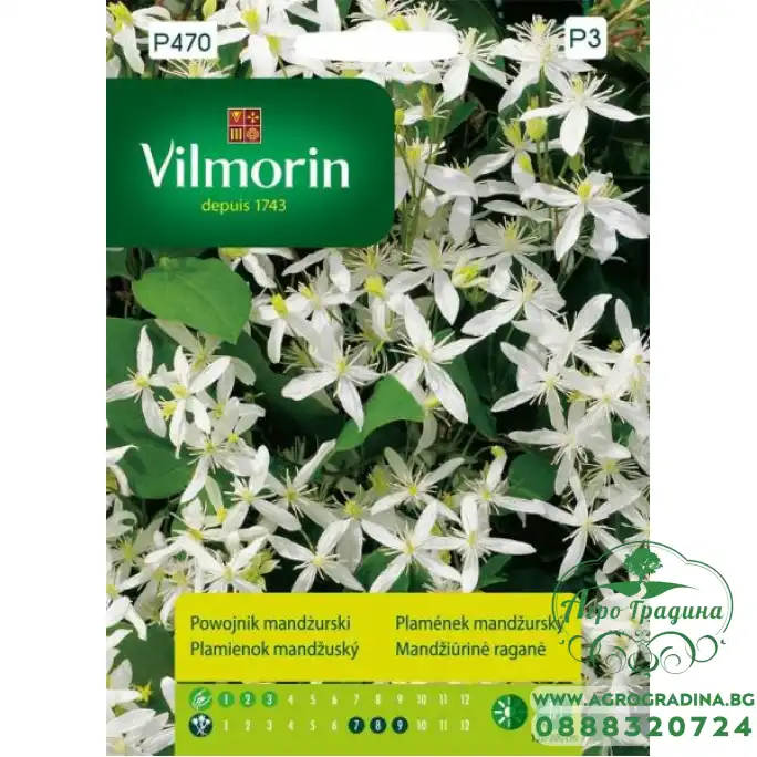 Клематис Манджурски