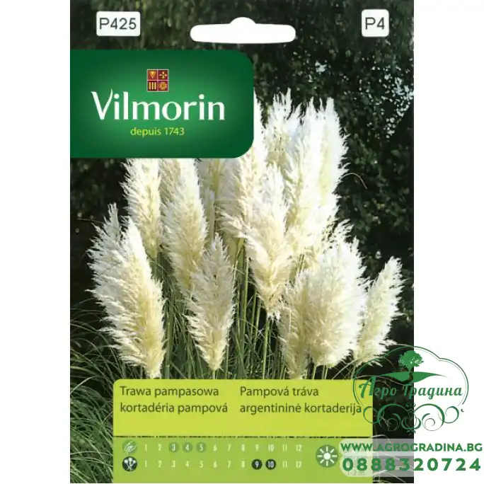 Пампаска трева (бяла) - кортадериа