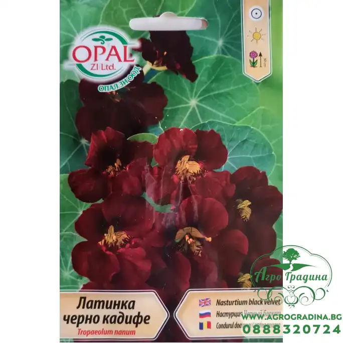 Латинка черно кадифе (ниска)