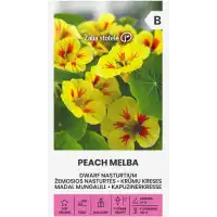 Латинка ниска прасковена мелба Tropaeolum