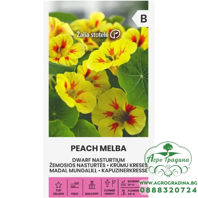 Латинка ниска прасковена мелба Tropaeolum