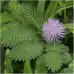 Срамежлива Мимоза Mimosa pudica L – Саксийни и градински цветя