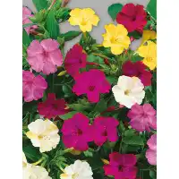 Мирабилис (Нощна красавица) - Mirabilis jalapa