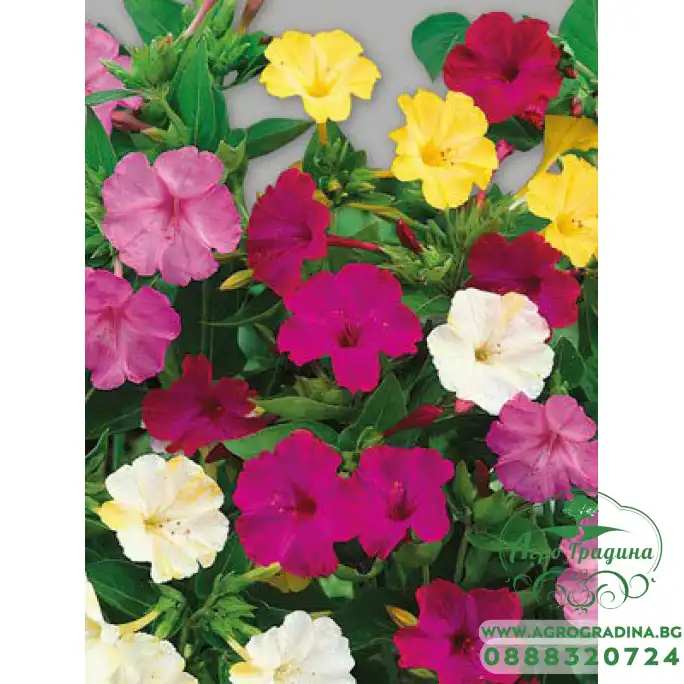 Мирабилис (Нощна красавица) - Mirabilis jalapa