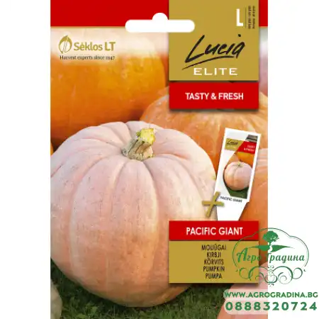 Тиква Пасифик Гигант - достига до 300 кг