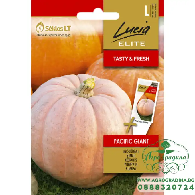 Тиква Пасифик Гигант - достига до 300 кг