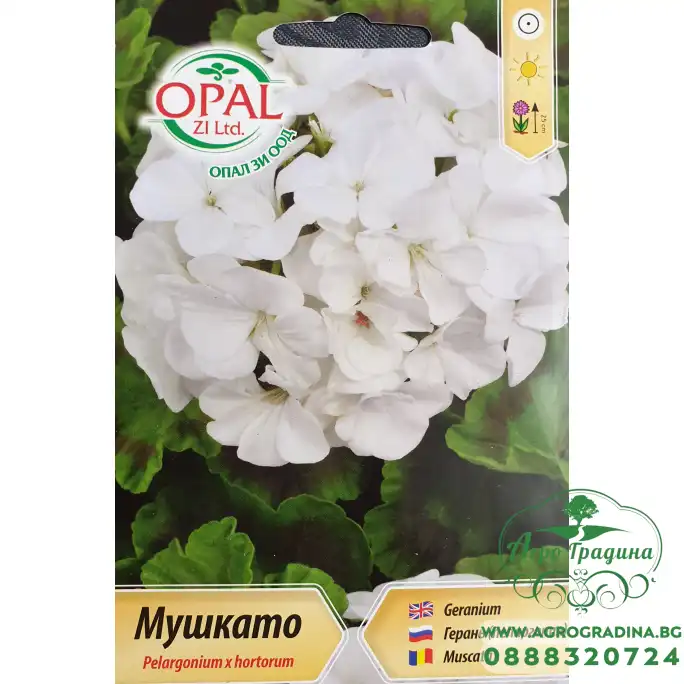 Бяло Мушкато F1 Pelargonium x hortorum