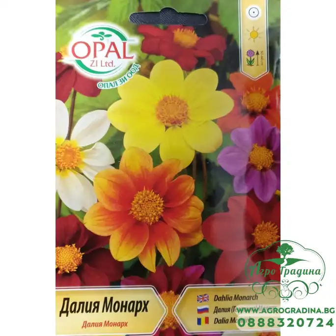 Далия (Гергина) Монарх Dahlia Monarch