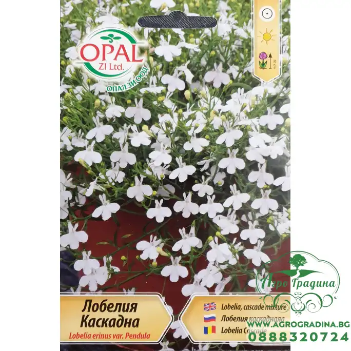 Каскадна Лобелия