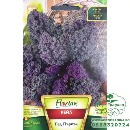 Кейл - ред пърпъл