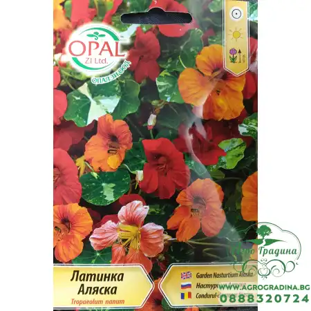 Латинка ниска Аляска