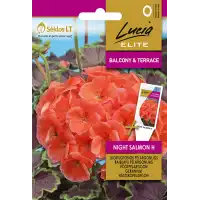 Мушкато Нощна Сьомга F1 Geranium