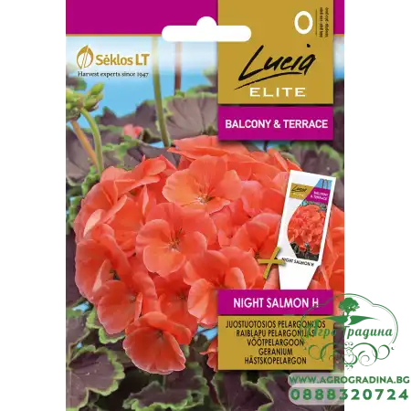 Мушкато Нощна Сьомга F1 Geranium