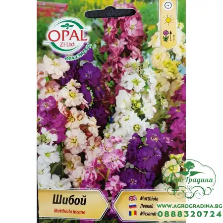 Шибой (Матиола) Matthiola incana