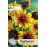 Рудбекия Rudbeckia hirta