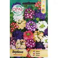 Вербена микс Verbena x hybrida