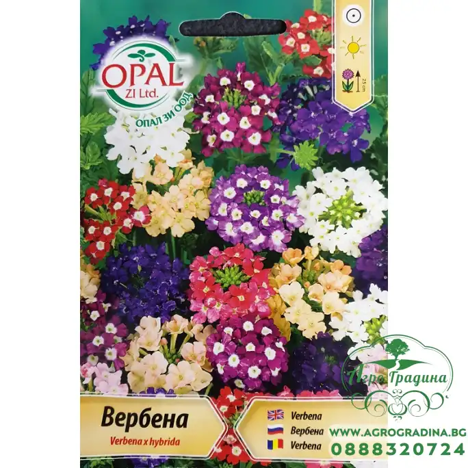 Вербена микс Verbena x hybrida