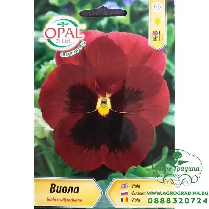 Виола Червена с черно Viola x wittroskiana