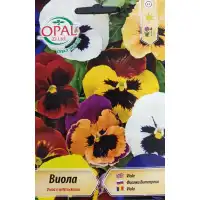 Виола Микс Viola x wittroskiana