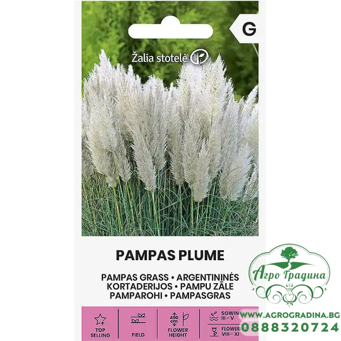 Пампаска трева Бяла Cortaderia selloana Pampas plume
