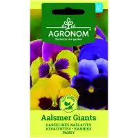 Виола Аалсмеер Гигант Viola × wittrockiana