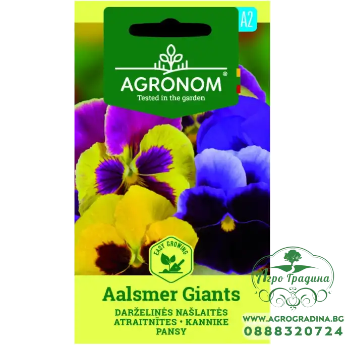 Виола Аалсмеер Гигант Viola × wittrockiana