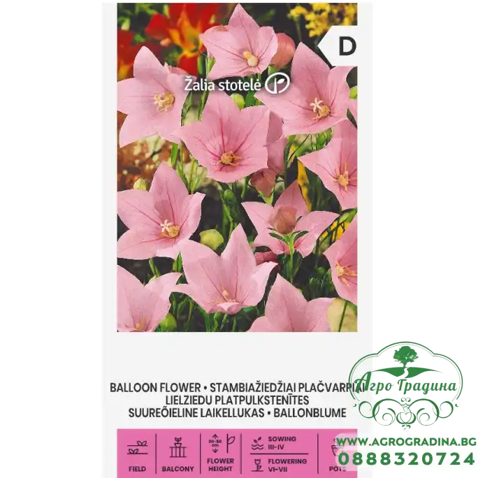 Платикодон пинк Balloon Flower
