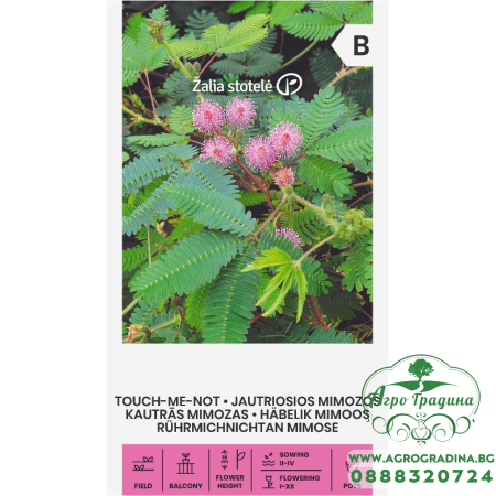 Срамежлива Мимоза / Mimosa pudica L